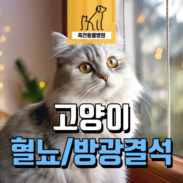 고양이 혈뇨·빈뇨, 방광 결석 수술 2026년 최신 사례 분석