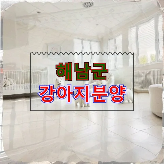 해남군 강아지 분양, 외로움 극복 위한 준비 과정 2026