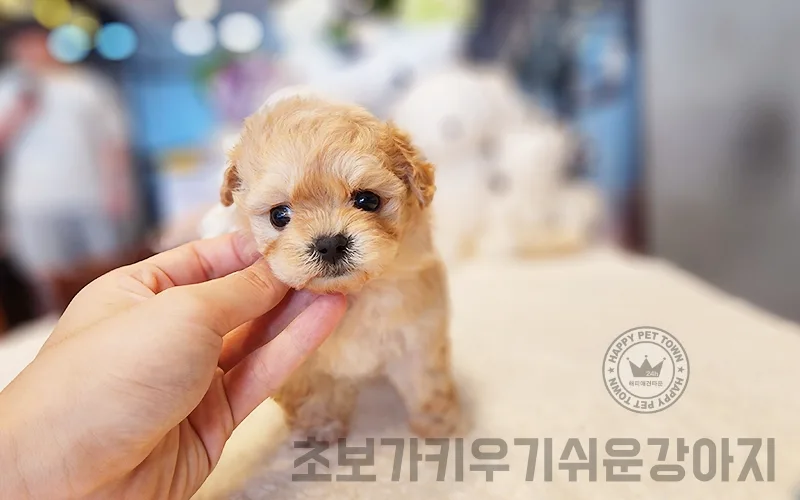 초보 반려인을 위한 소형견 종류 추천 2026: 키우기 쉬운 강아지 가이드 3