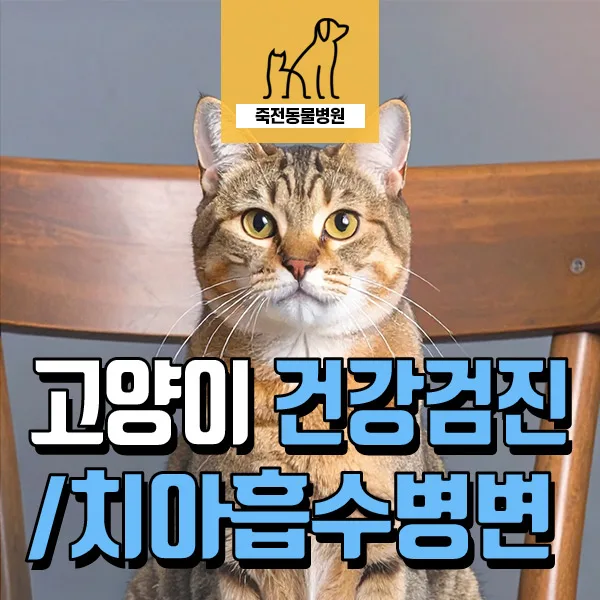 고양이 치아흡수병변 진단과 치료 2026: 13세 고양이 사례
