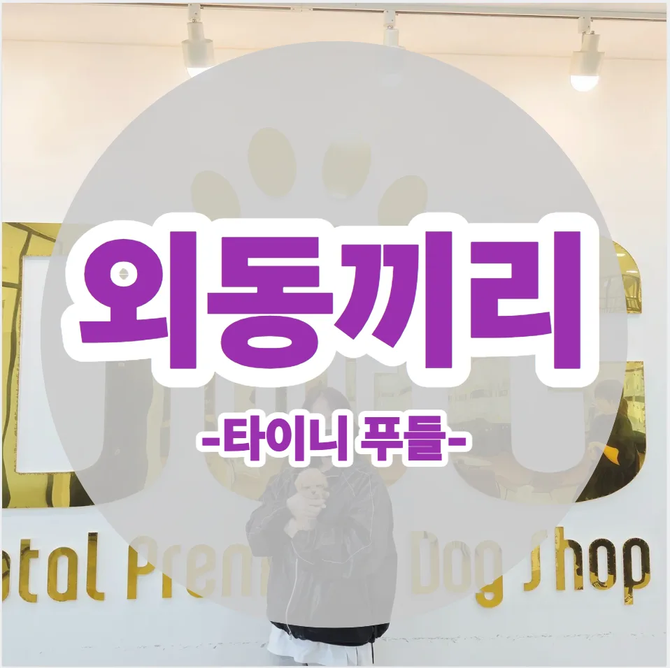 외동딸과 타이니 푸들의 특별한 만남: 2026년 분양 이야기