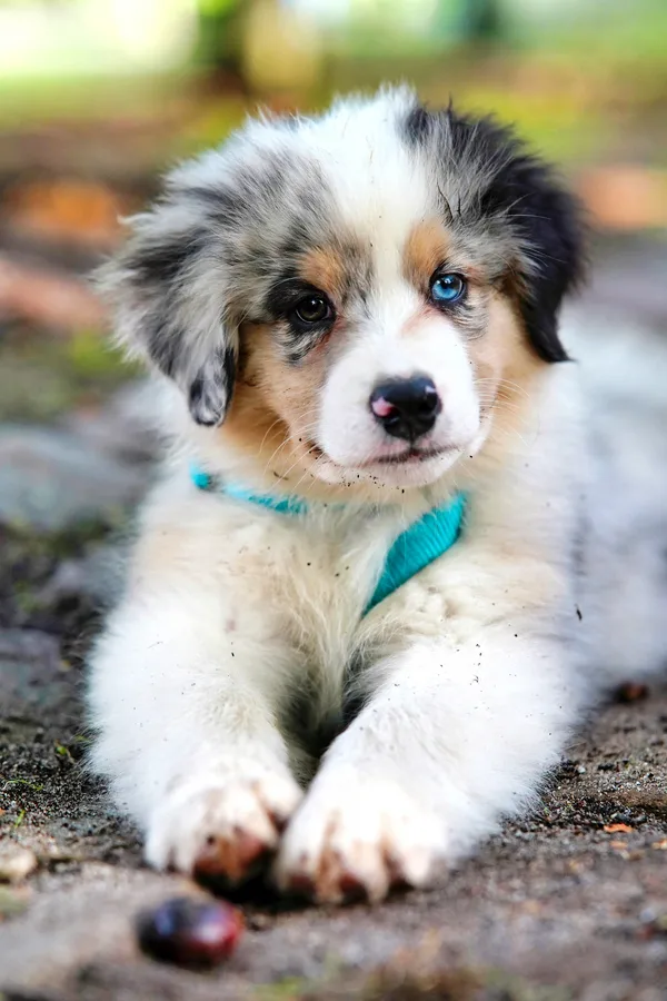 Puppy Socialization Guide 2026: Essential Steps for a Well-Behaved Dog