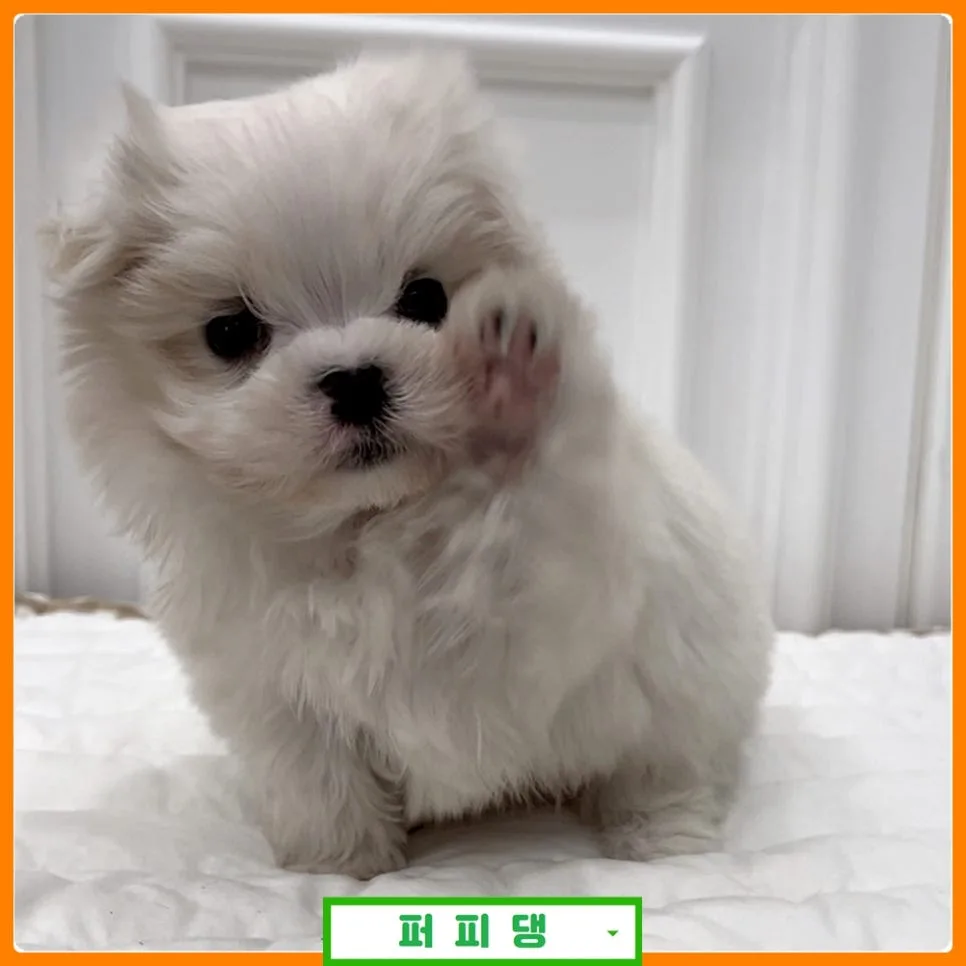 공주 강아지 분양 2026: 건강한 반려견 선택 가이드