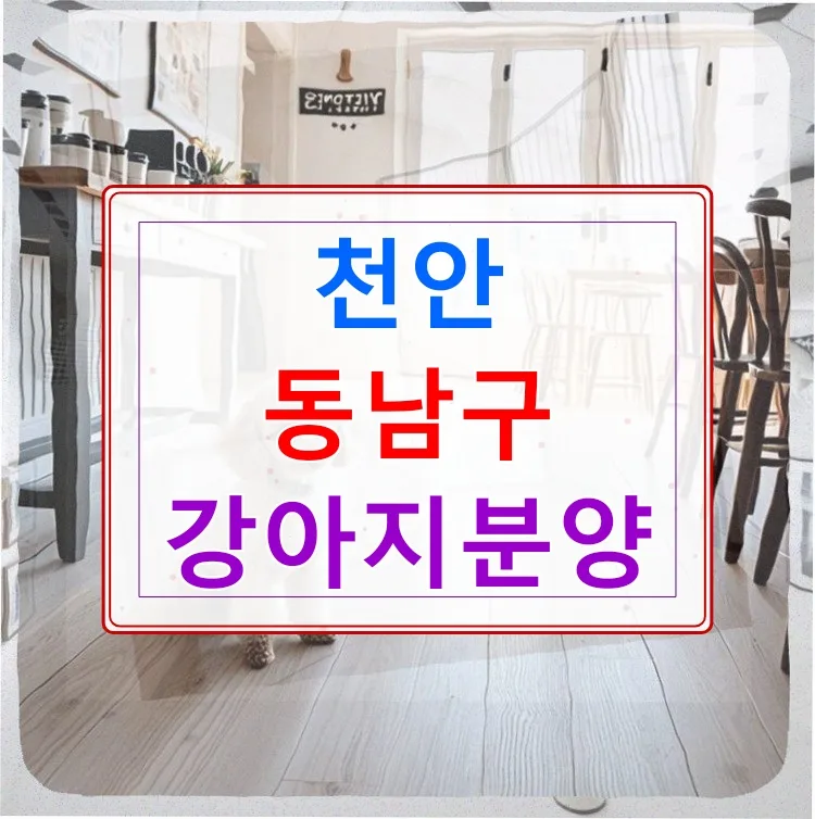천안 허스키 분양 한 달 후기: 책임감 있는 반려생활 2026
