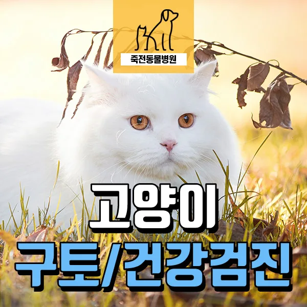 13세 고양이 만성 구토 원인? 2026년 전문가 진단 가이드