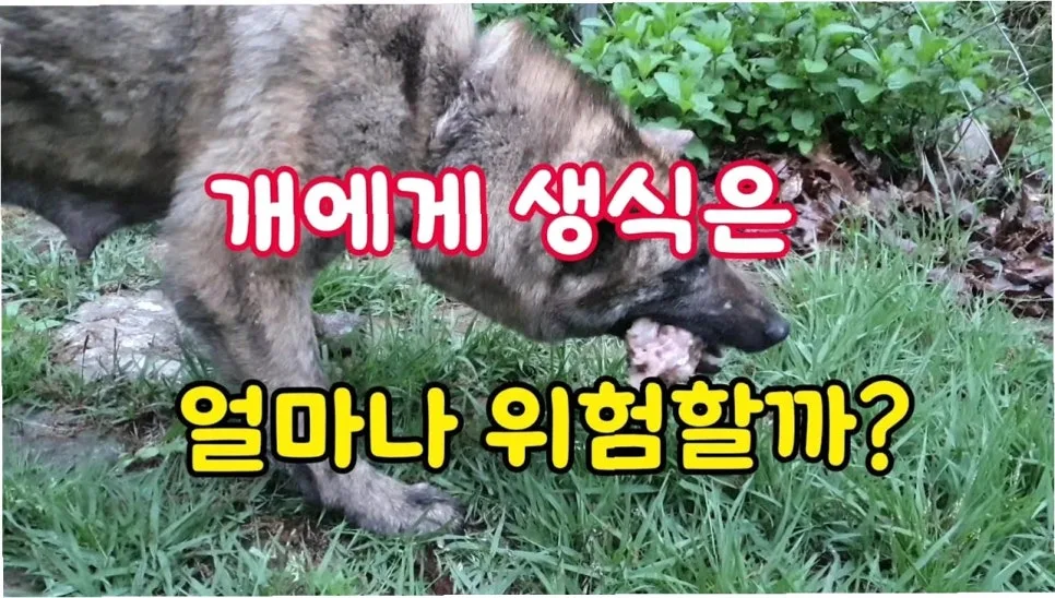 생음식 위험 2026: 의사들이 피하는 음식과 안전 섭취법