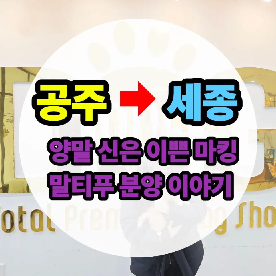 2026년 공주 강아지 분양 후기: 말티푸 왕자님 입양 성공 사례