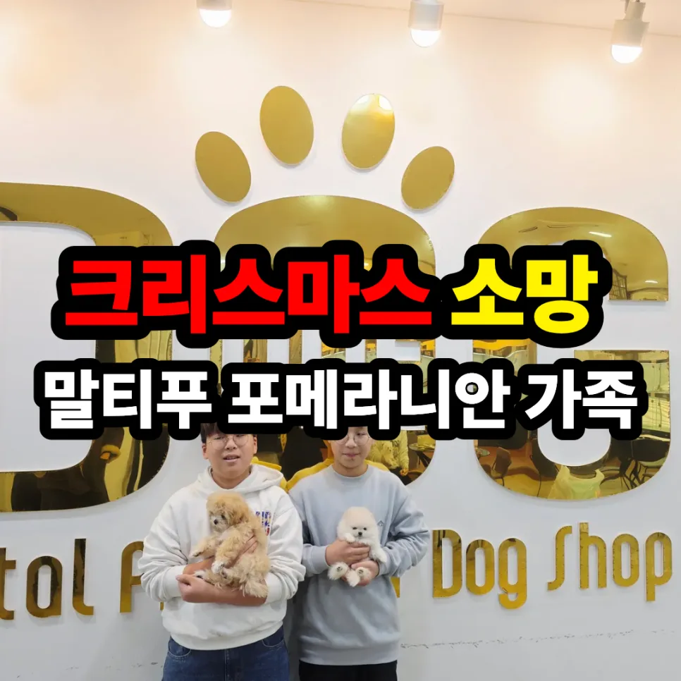세종 강아지 분양: 쌍둥이 형제의 크리스마스 소망 이루어진 날 2026