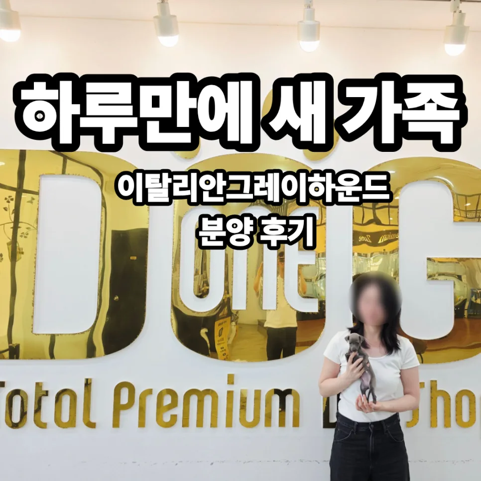 이탈리안 그레이하운드 입양 조건과 훈련법 2026년 총정리