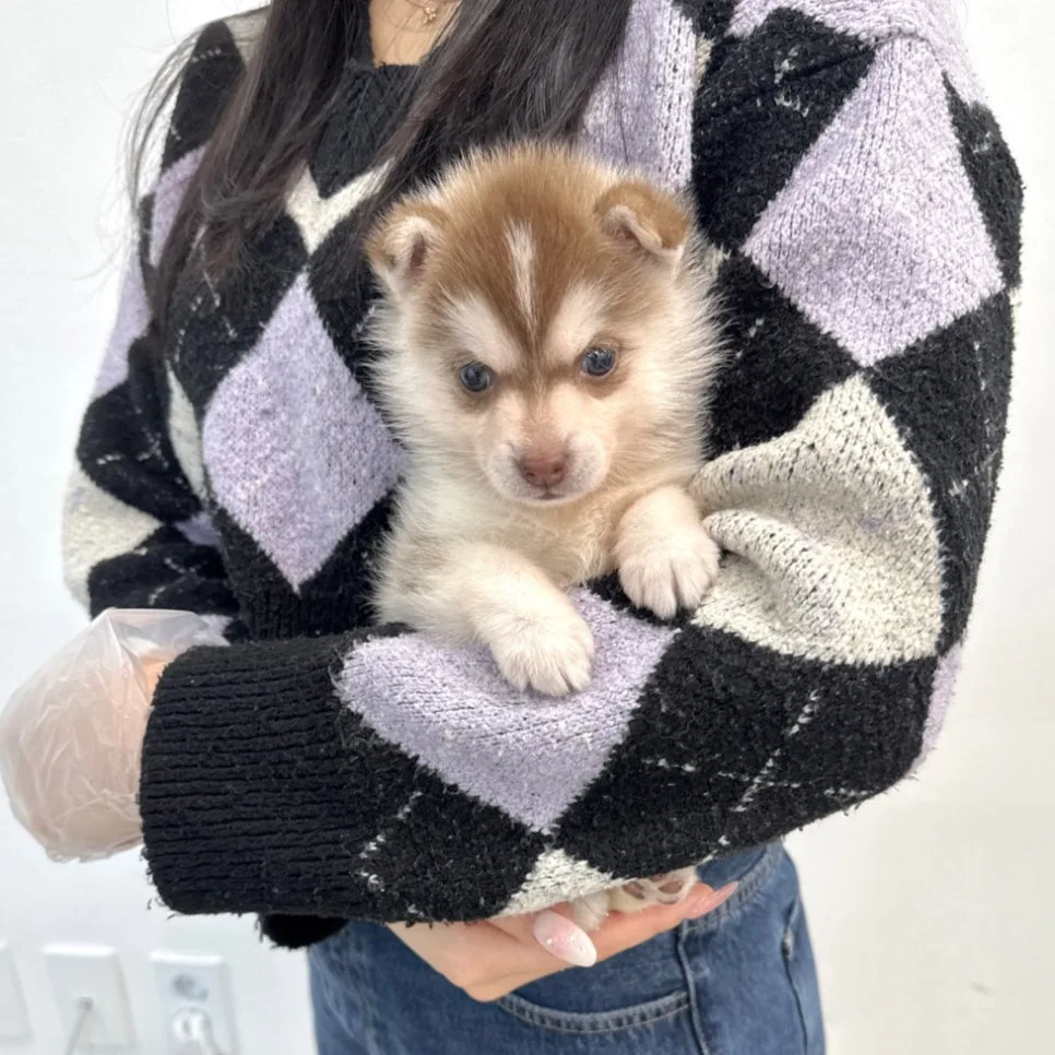 폼스키 분양 2026: 김포 강아지 입양 전 필수 체크리스트 2