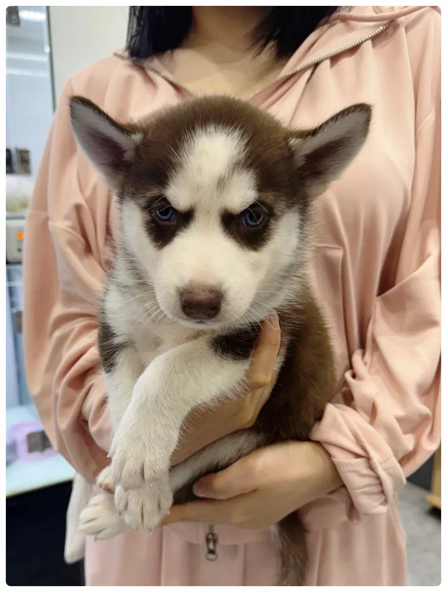 인천 강아지/고양이 분양 2026: 믿을 수 있는 아가몽 선택 가이드 3