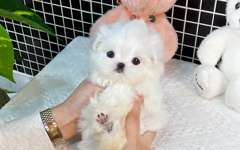 송파 강아지 분양 2026: 행복한 반려 시작 가이드 2