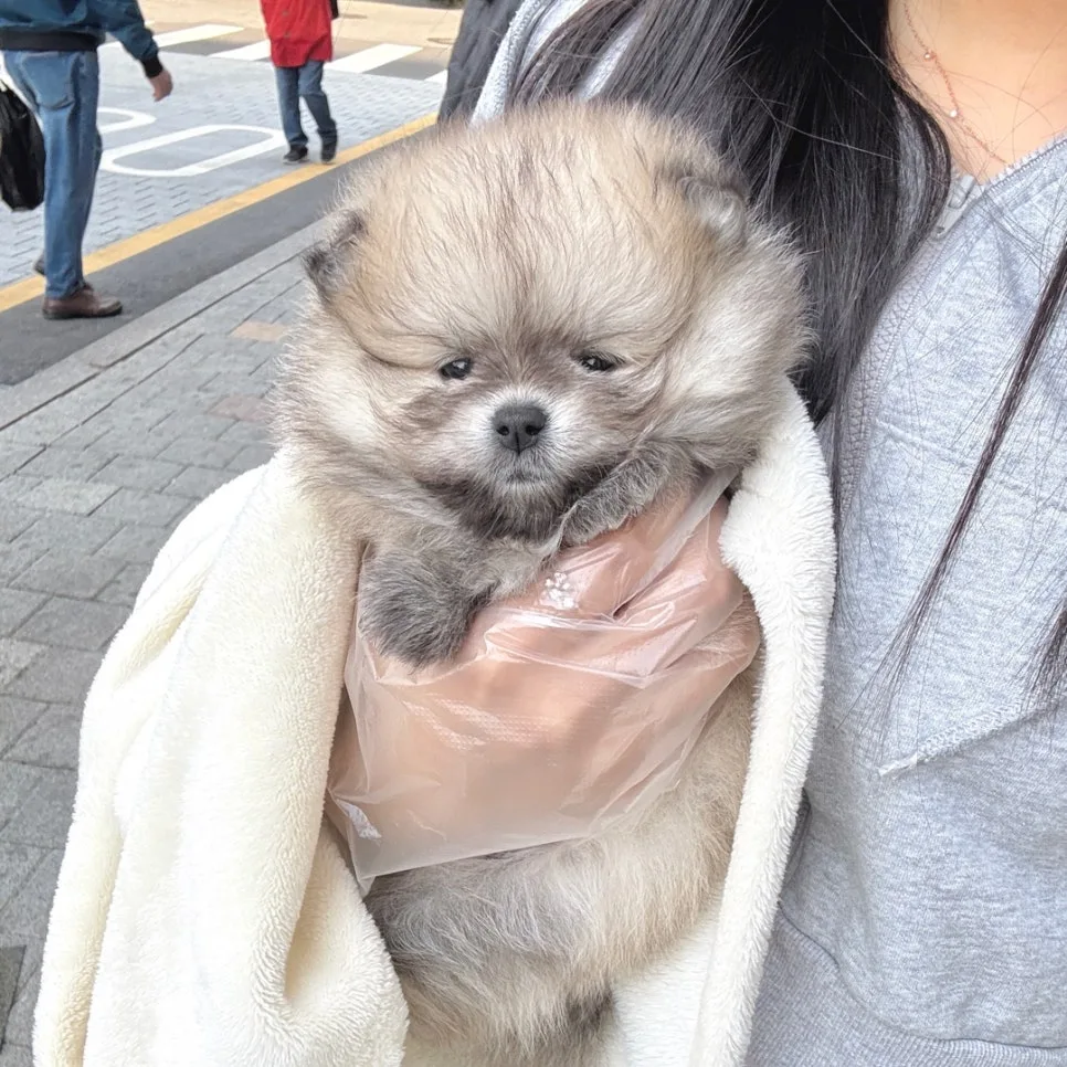 노원 포메라니안 분양: 똑똑하고 깔끔한 반려견 키우기 2026 2