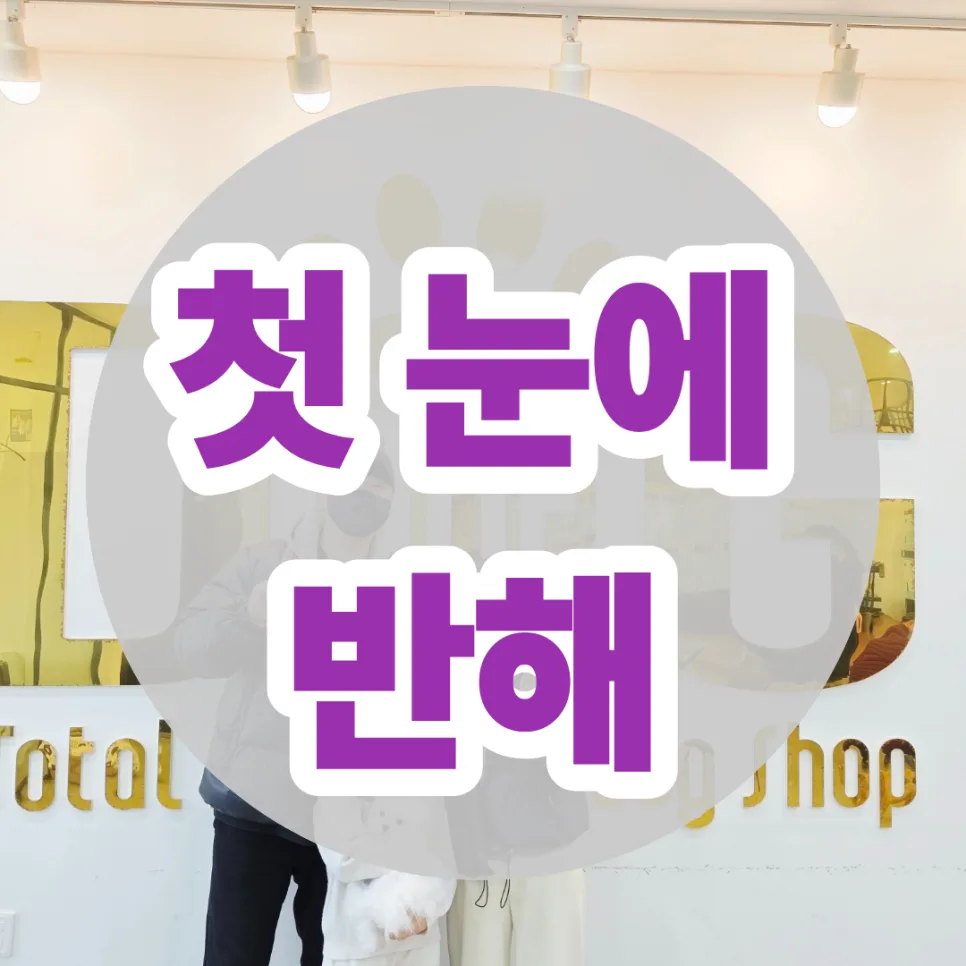 성격 형성된 말티즈 입양 2026: 첫눈에 반하는 반려견 찾는 법
