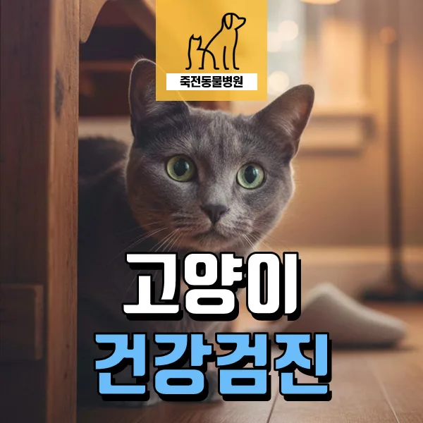 고양이 체중 감소 원인 2026: 건강검진으로 신장 이상 조기 발견