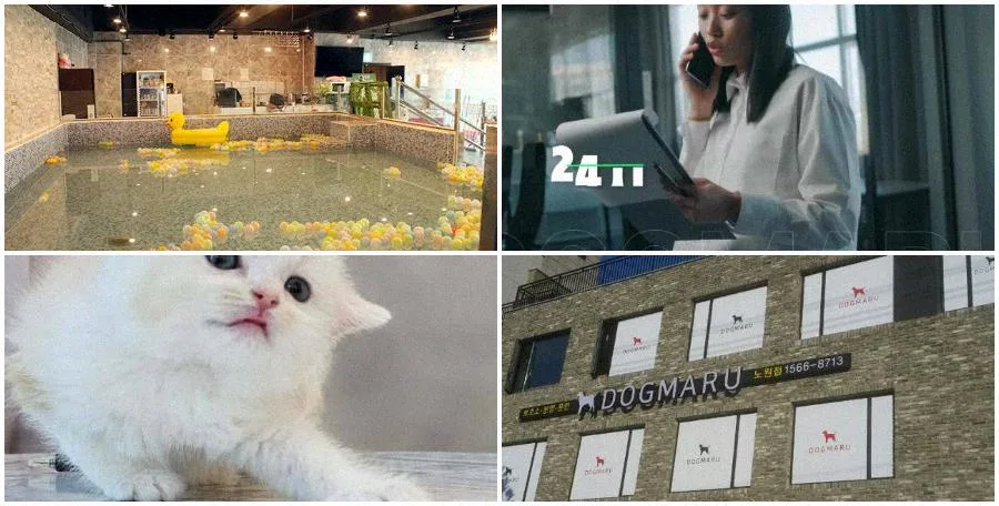 서울 강아지 분양 2026: 건강한 반려견 맞이 체크리스트
