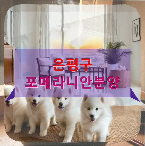 은평구 포메라니안 분양 후기: 2026년, 소형견 입양 비용과 현실 총정리