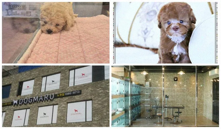 부산 강아지 분양 2026: 아파트 규정부터 건강 체크까지 완벽 가이드 2