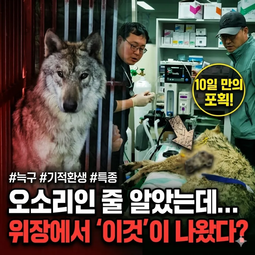 대전 오월드 늑대 늑구 탈출 사건: 포획 및 건강 상태 2026년 총정리