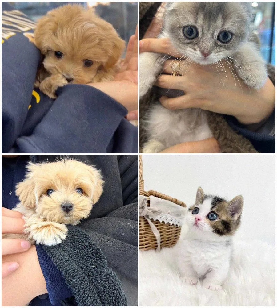 수원 강아지 분양 2026: 건강 기준 체크리스트와 맞춤 상담 완벽 가이드