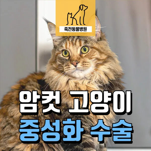 암컷 고양이 중성화 시기, 방법, 병원 선택 가이드 2026