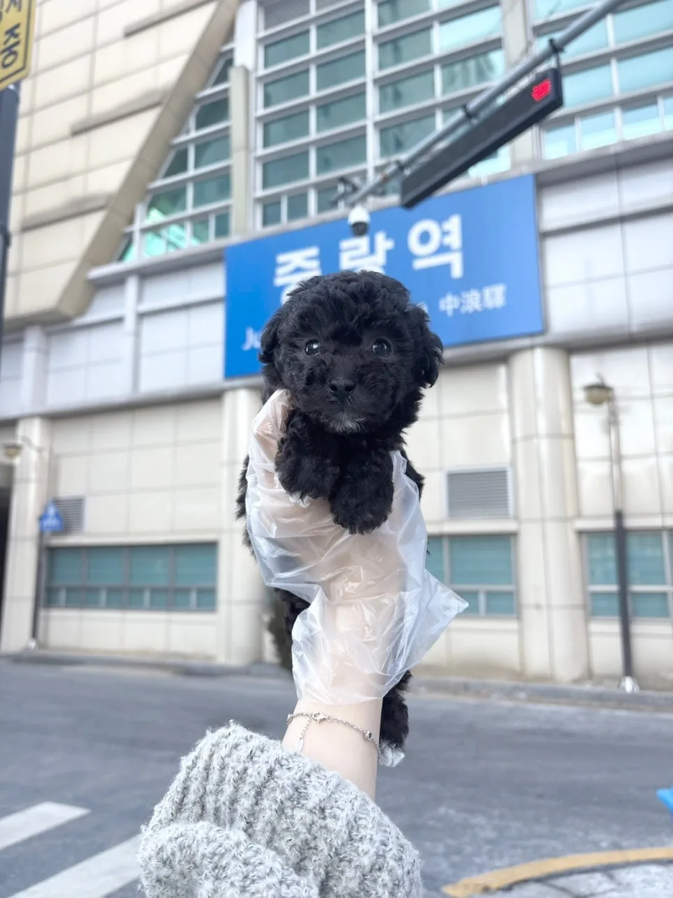 토이푸들 분양 2026: 가평 토이푸들 특징과 건강 관리법 2