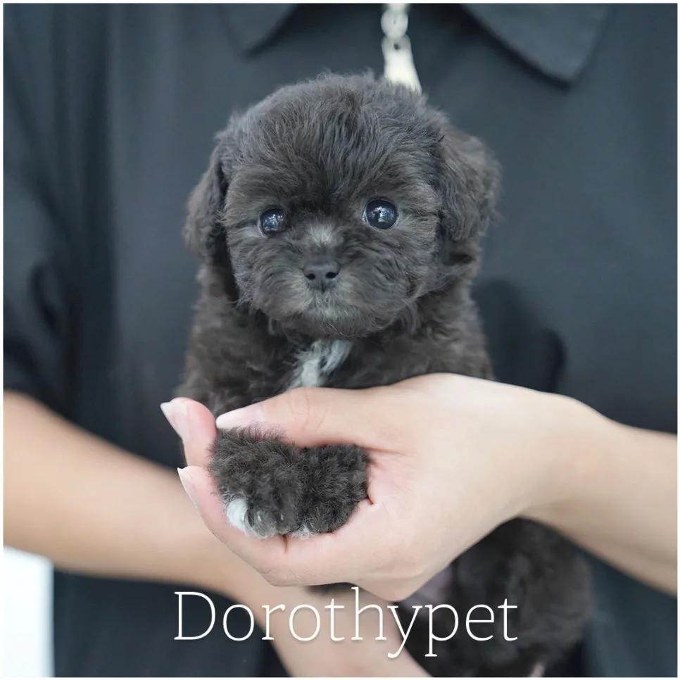 Bichon Frise Adoption in Yulha: A 2026 Guide