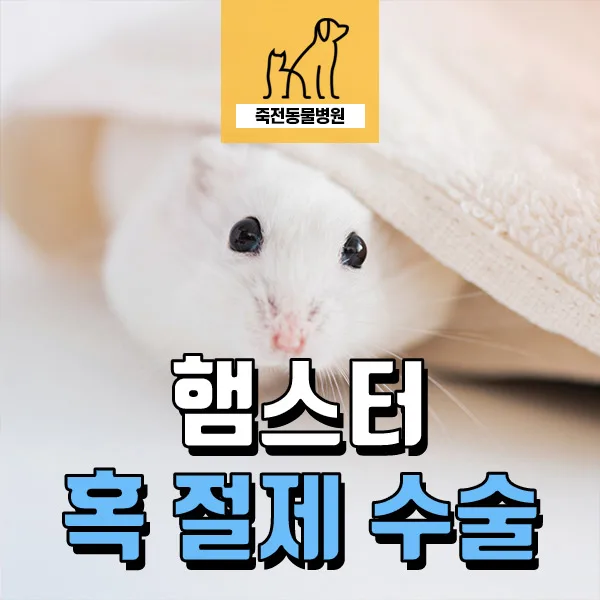 어린 햄스터 겨드랑이 혹, 수술로 해결하는 법 (2026년 최신 정보)