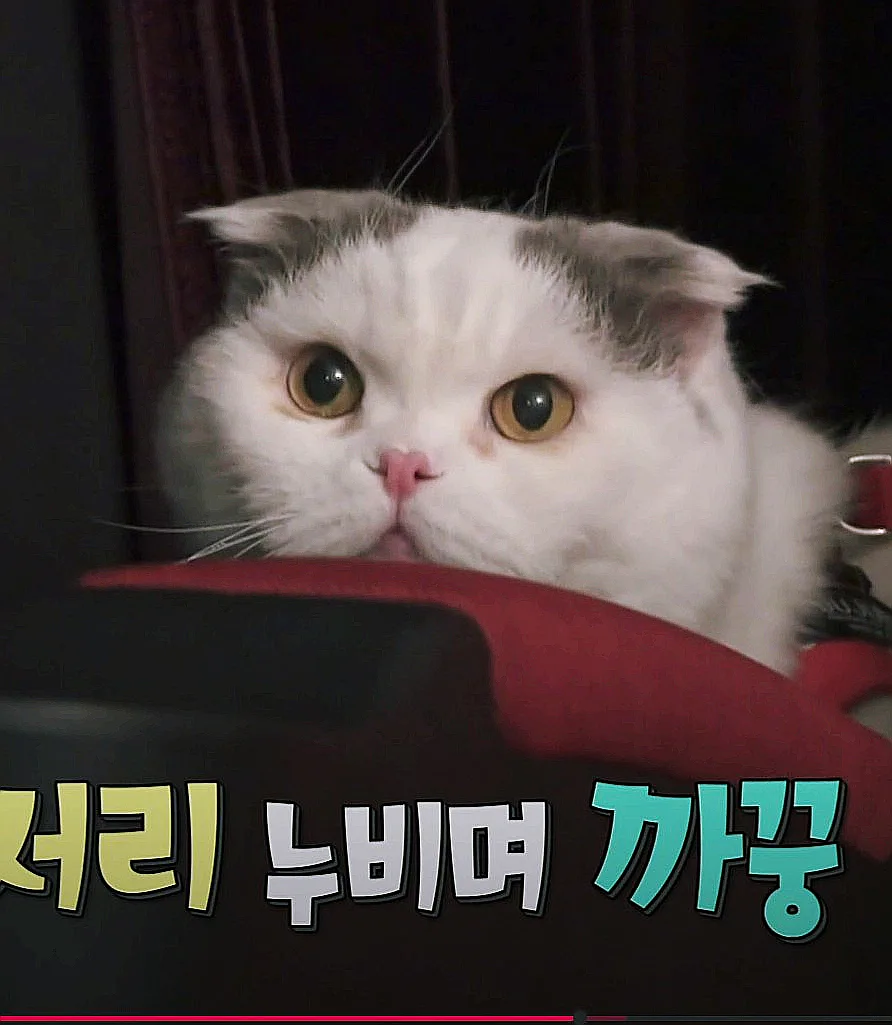 안재현 반려묘 안주 건강검진 2026: 13살 노묘 케어 비법