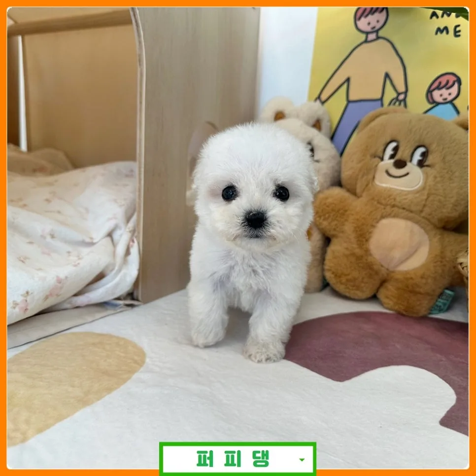 공주 강아지 분양 시 꼭 확인해야 할 3가지 (2026년 최신 정보)