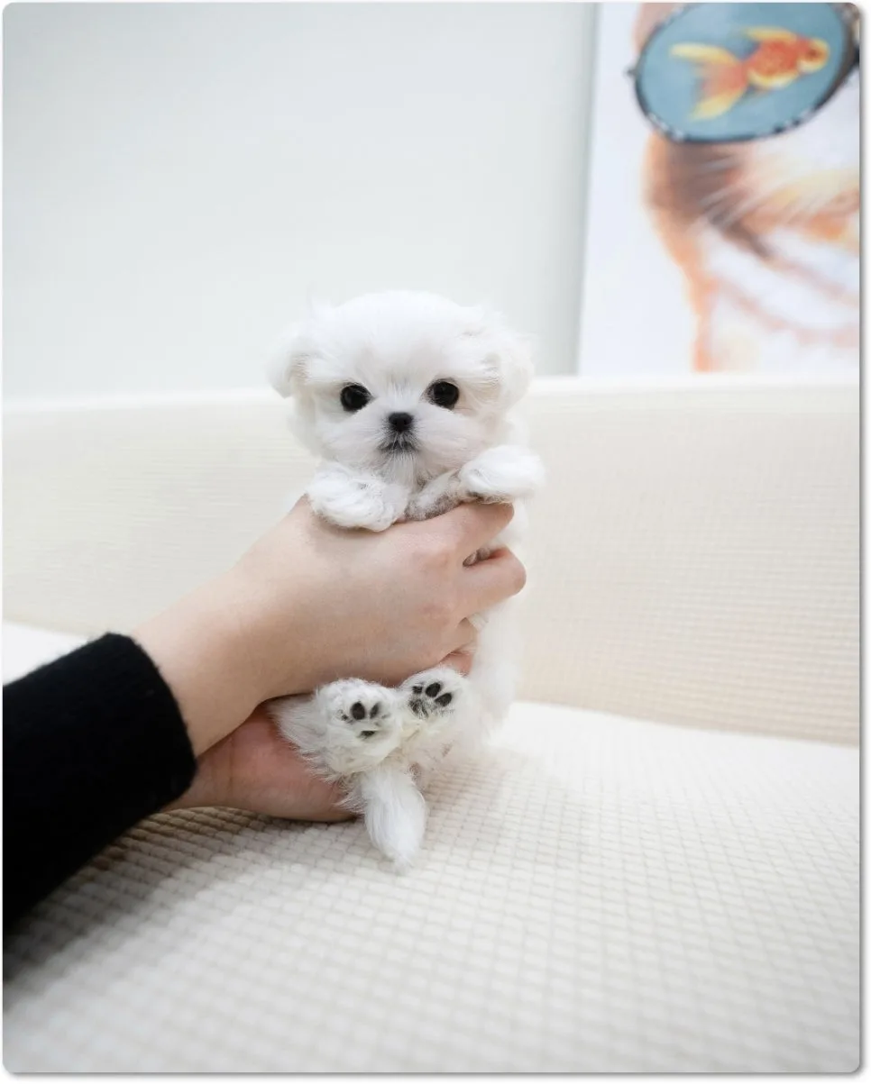 하남 말티즈 분양, 건강한 반려견 찾는 법 2026 2