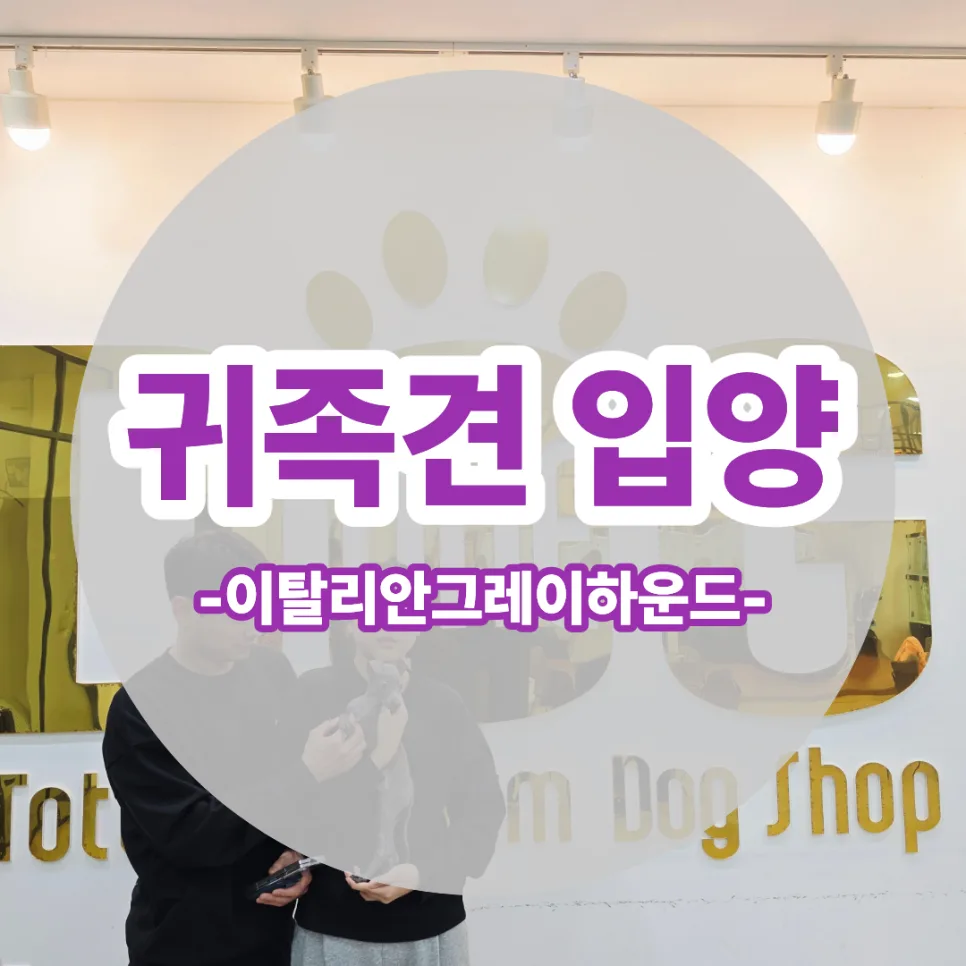 이탈리안 그레이하운드 베리, 합사 성공 스토리 2026