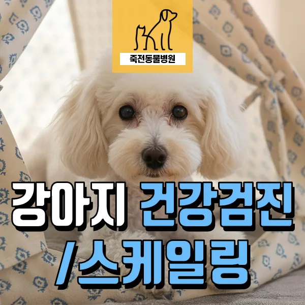8살 강아지 건강검진, 스케일링 중요성 및 필수 항목 2026년 총정리