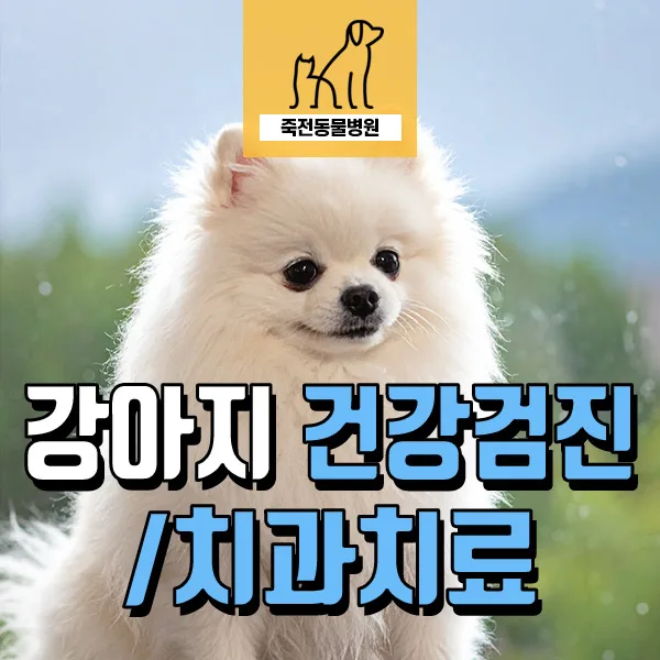 강아지 치아 골절 치료와 건강검진: 노령견 관리 A to Z 2026