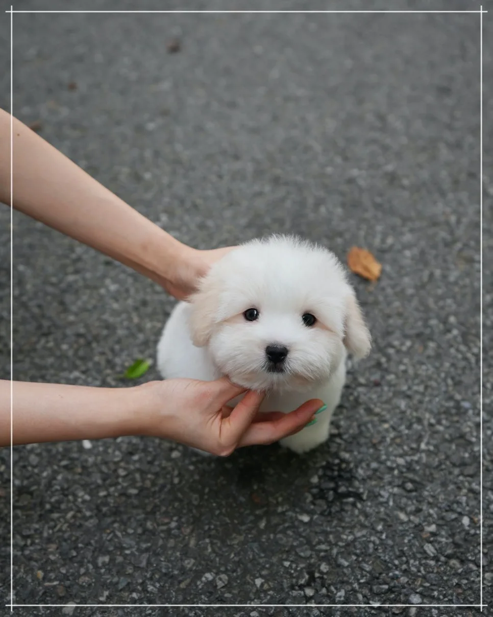 꼬똥 드 툴레아 분양 2026: 행복을 부르는 반려견 선택법 3