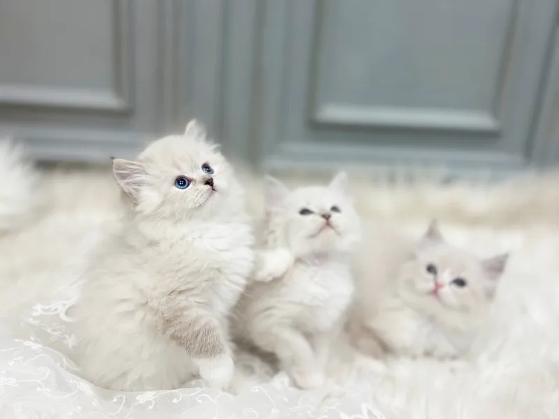 신도림 고양이 분양 2026: 건강한 반려묘 찾는 법 완벽 가이드
