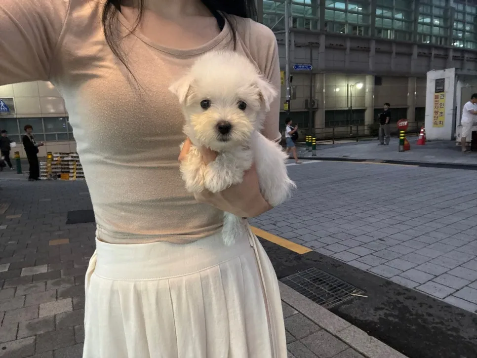 용산 화이트테리어 분양 2026: 웨스티 특징과 건강 관리법 2