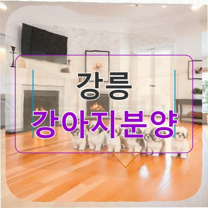 강릉 강아지분양 전 필수 준비 3가지 2026년 완벽 가이드