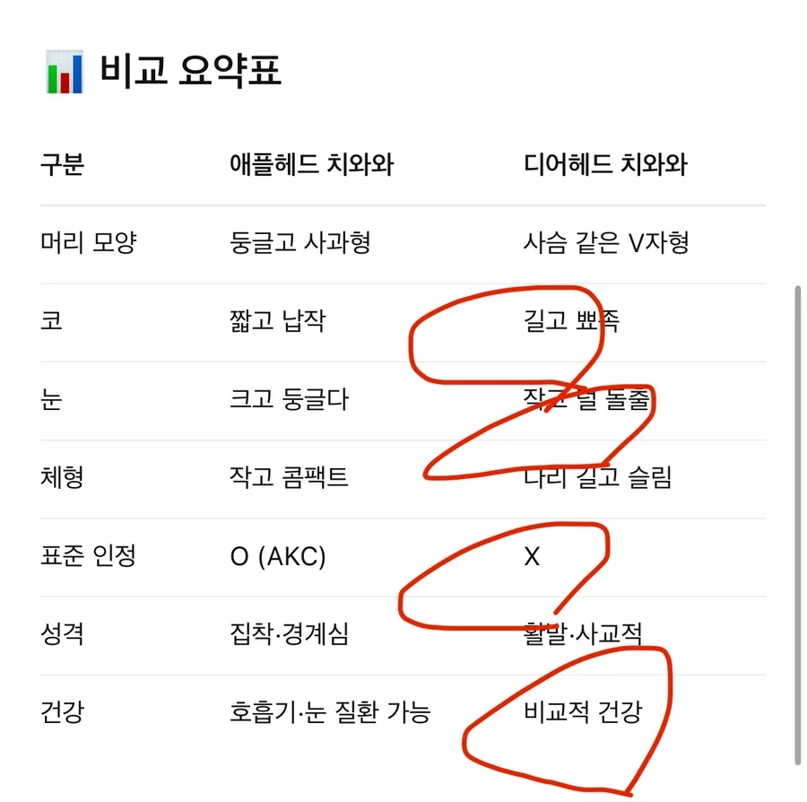 디어 헤드 치와와 분양 2026: 메주 특별가 15만원 조건 확인