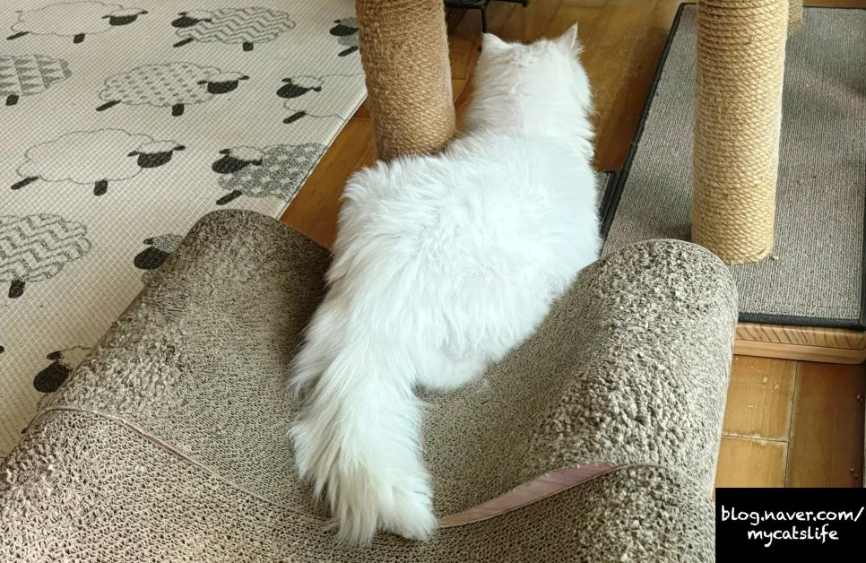 고양이 안구 손상 동물병원 진료 후기 (2026년 최신)