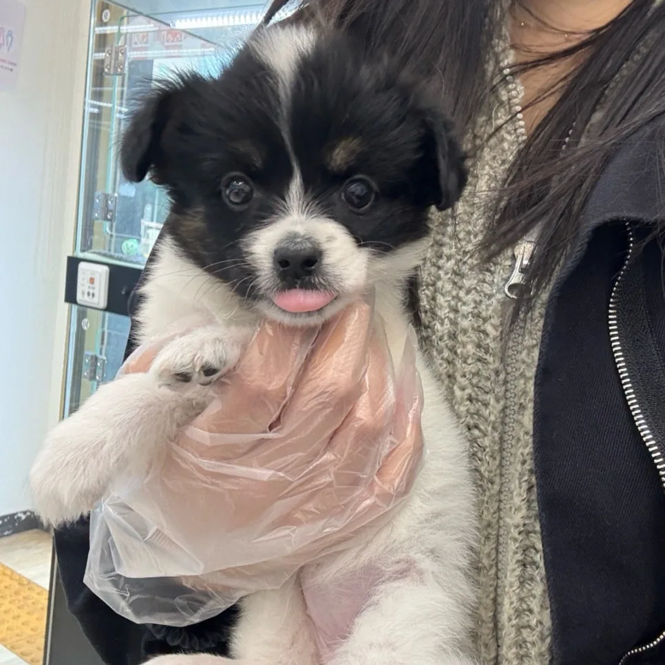 Papillon Dog Adoption Guide 2026: Butterfly-Eared Puppies 2