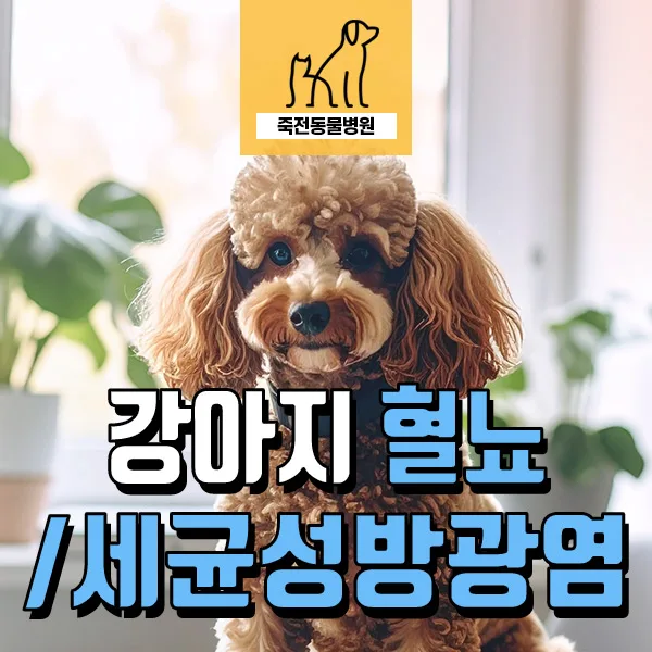 강아지 혈뇨, 재발성 방광염 치료법 2026년 최신 정보
