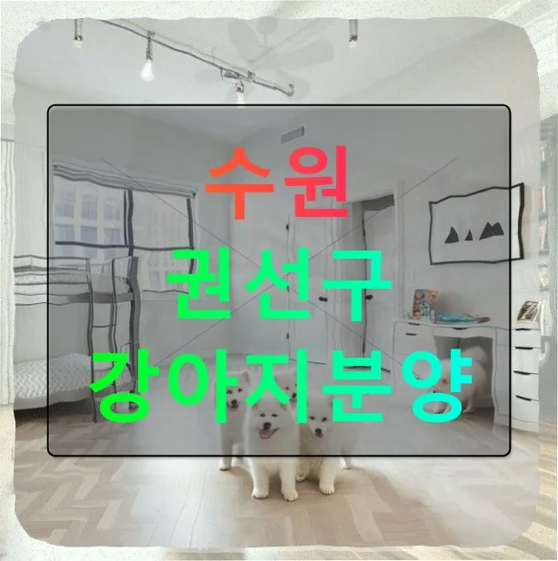 수원 권선구 강아지분양 결정 2026: 프렌치불독 건강 관리법