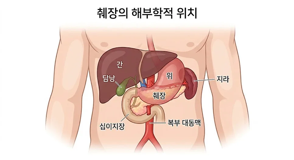 췌장암 초기 증상 4가지, 2026년 놓치면 안 되는 건강 신호