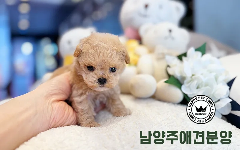 2026년 남양주 애견 분양: 견종별 특성 및 관리 완벽 가이드 2