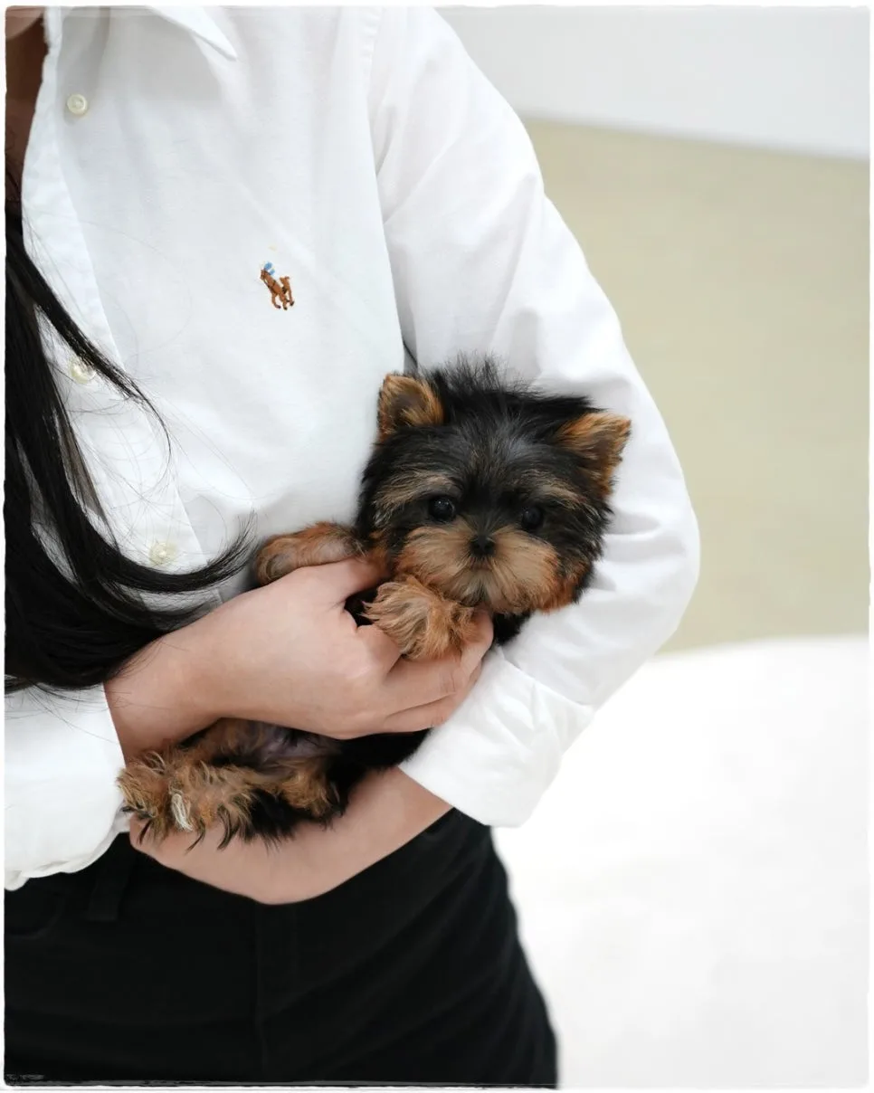 용인 강아지 분양 전 필수 확인 6가지 (2026년 최신 정보) 2