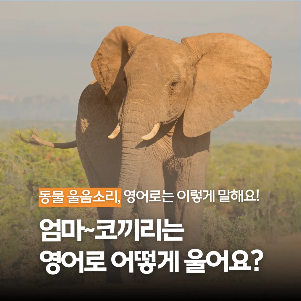 Animal Sounds in English: From Elephant Trumpets to Cat Meows (2026)