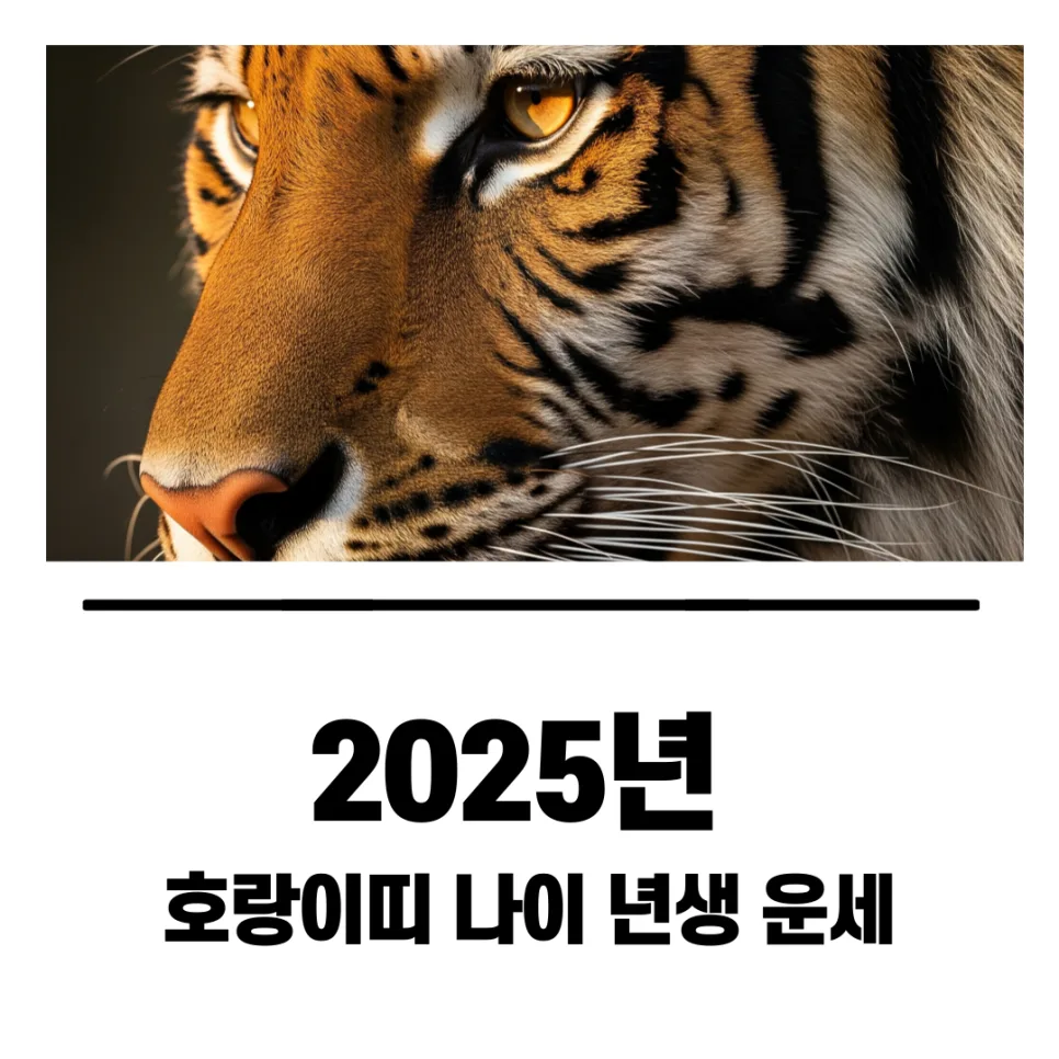 2025년 호랑이띠 운세 총정리: 삼재, 나이, 궁합 완벽 분석 (2026)