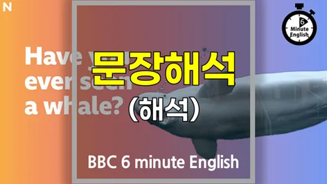 BBC 6분영어 고래 해석: 2026년까지 완벽 이해 가이드