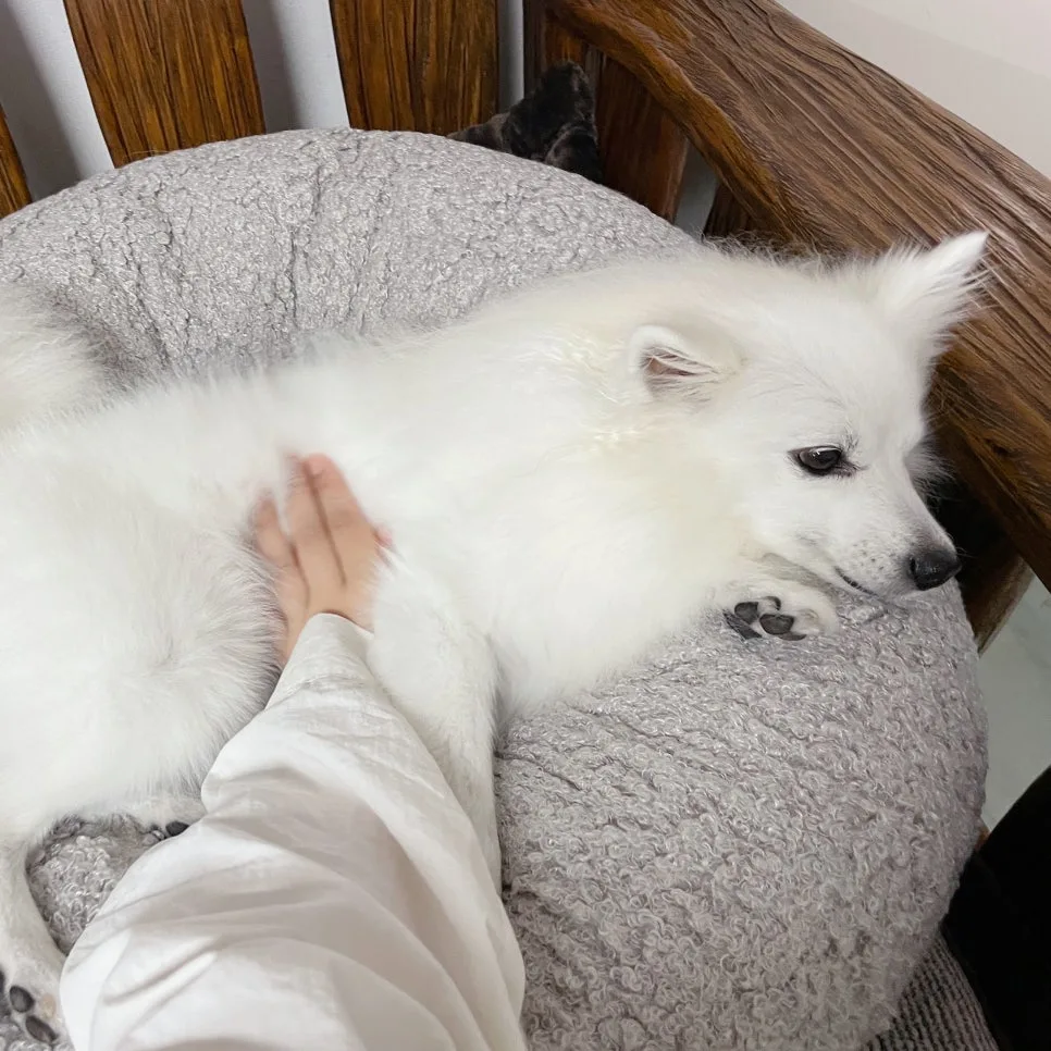 강아지 배꼽 탈장 수술, 2026년 꼭 해야 할까? 증상부터 관리법까지 2